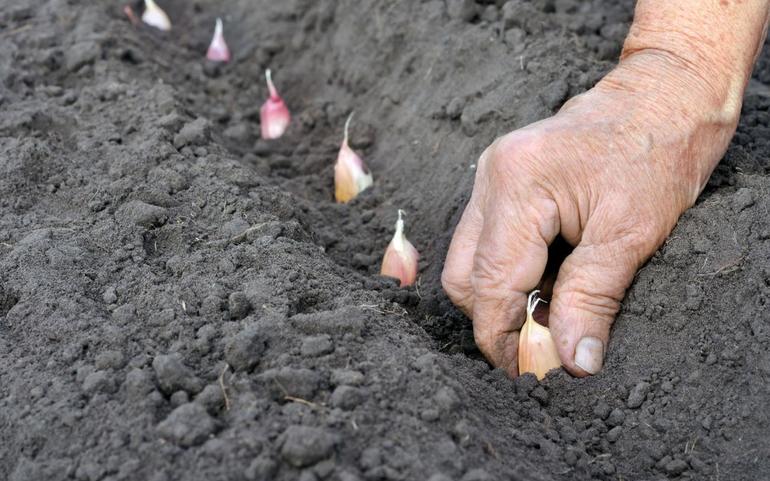 Wie man Knoblauch anbaut