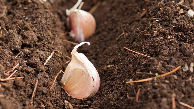 Knoblauch pflanzen und anbauen