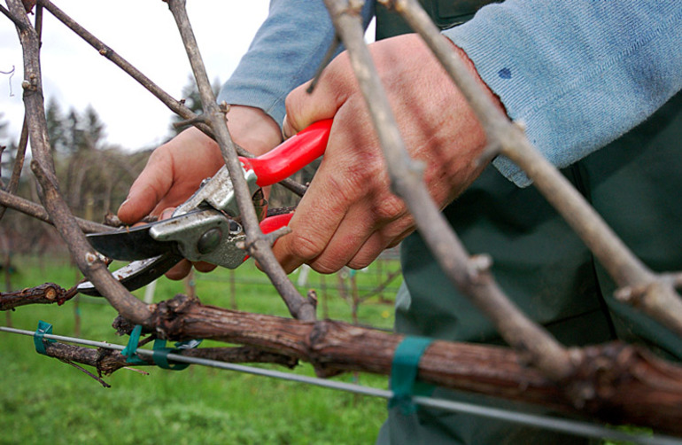 La taille des vignes en automne pour les débutants