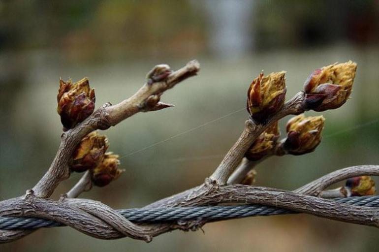 Formation des plantes