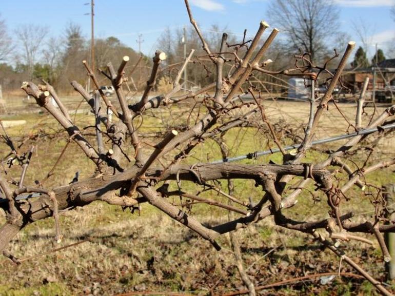 La taille des vignes en automne