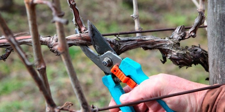 Schéma de taille de la vigne