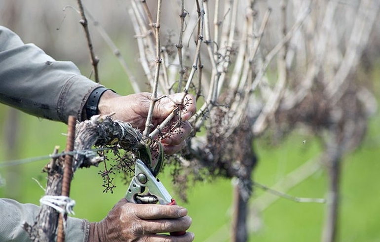 Taille des vieilles vignes