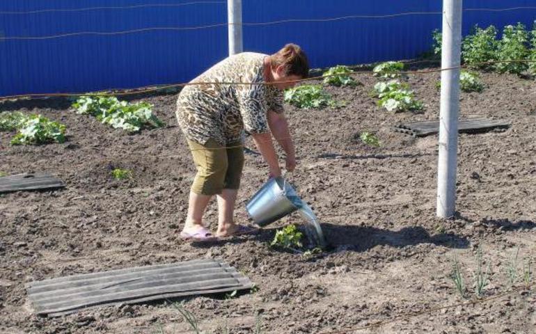 Comment arroser et fertiliser les vignes