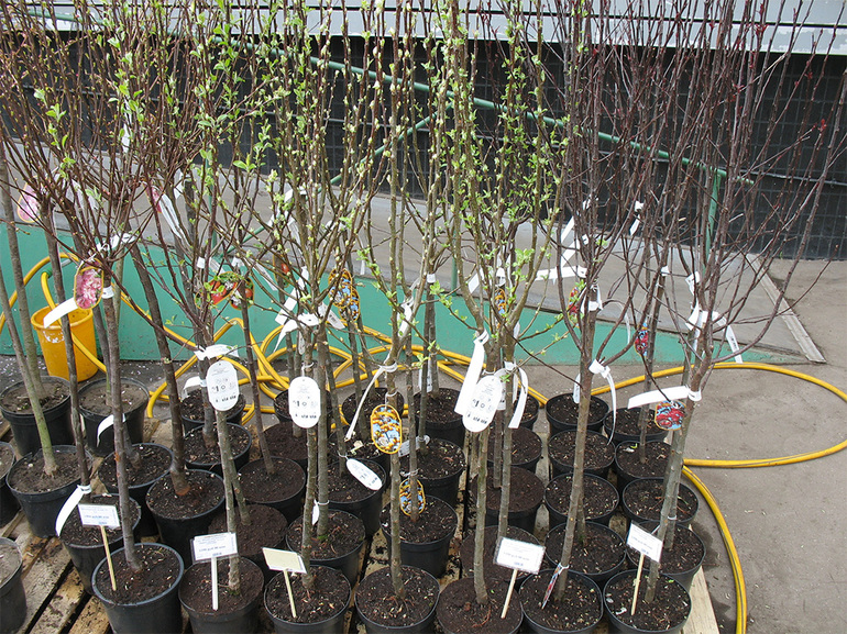 Vente de jeunes plants
