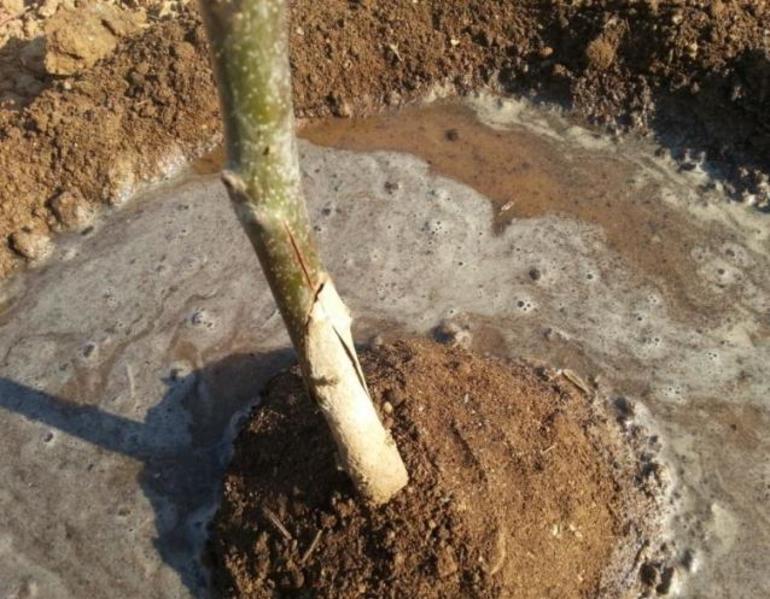 Périodes de plantation favorables