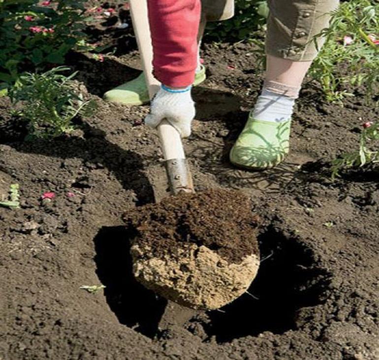 Travaux préparatoires à la plantation