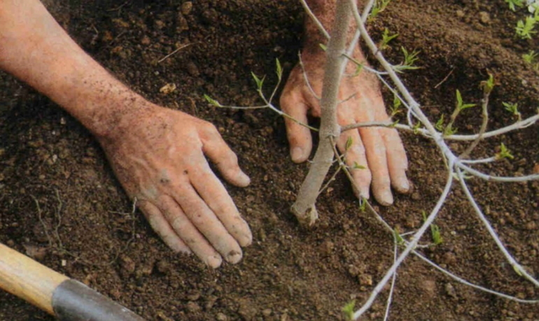 Règles pour la plantation des poiriers