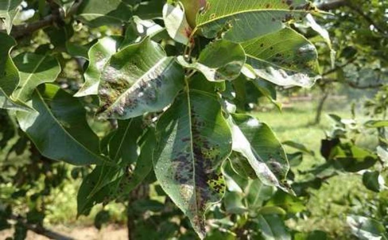 Croûte sur la poire