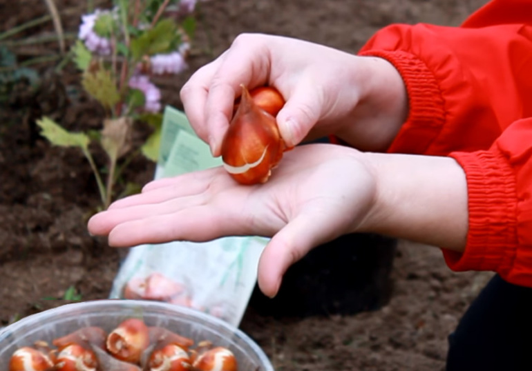 Vorbereitung von Tulpenzwiebeln für die Pflanzung im Herbst