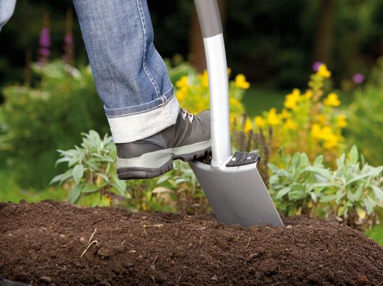 Vorbereitung des Bodens für die Tulpenpflanzung