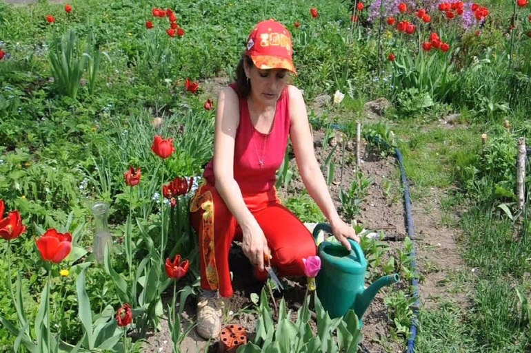 Gärtnertipps für den Anbau von Tulpen