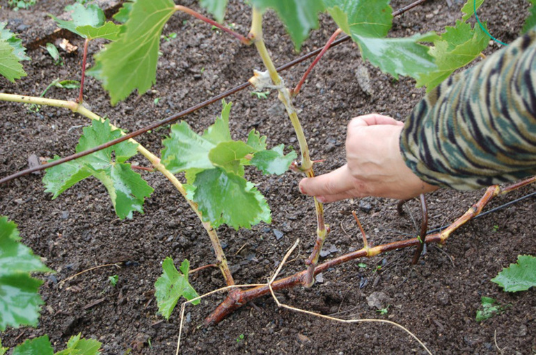 Comment bien protéger les vignes pour l'hiver
