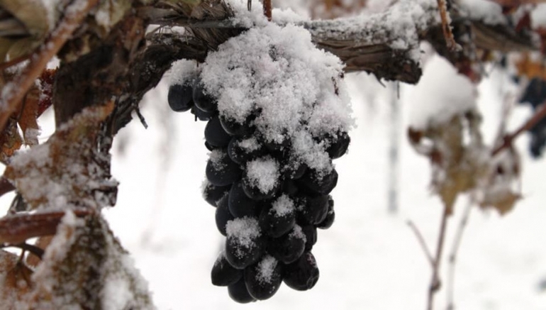 Protection des vignes pour l'hiver dans la zone centrale