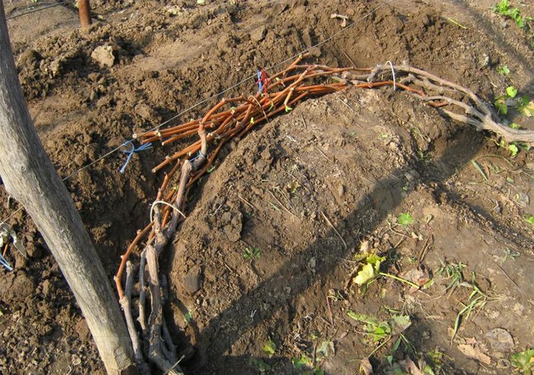 Protection des vignes pour l'hiver dans la région de Moscou