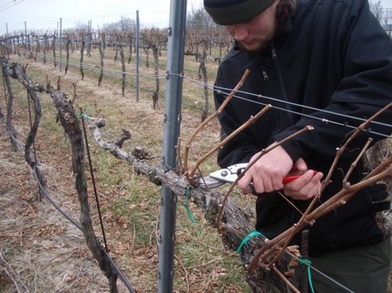 Comment protéger les vignes pour l'hiver dans la région de la Volga