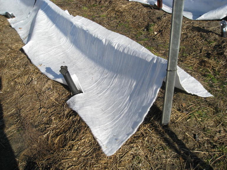 Protection des vignes pour l'hiver en Ukraine