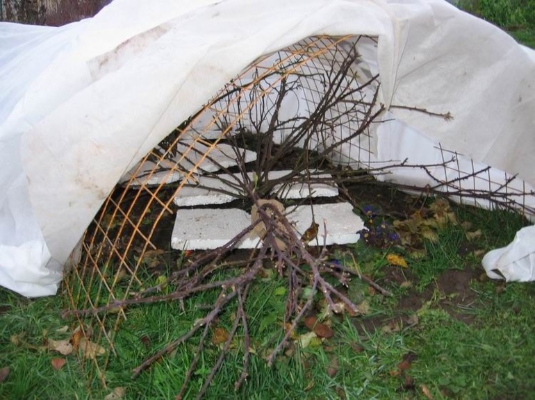 Cómo proteger las rosas durante el invierno en Siberia