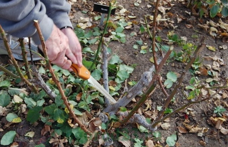 Podar un rosal