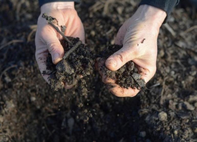 Gewächshausbehandlung im Herbst gegen Schädlinge und Krankheiten