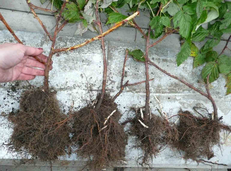 Stecklinge in die Erde pflanzen