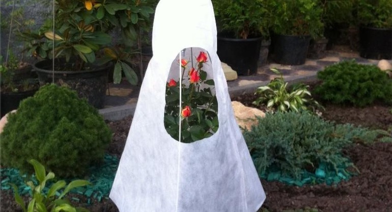 Wie man Rosen im Winter abdeckt