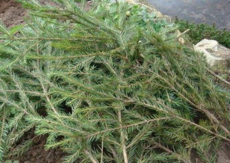Fichtenzweige zum Schutz vor Frost