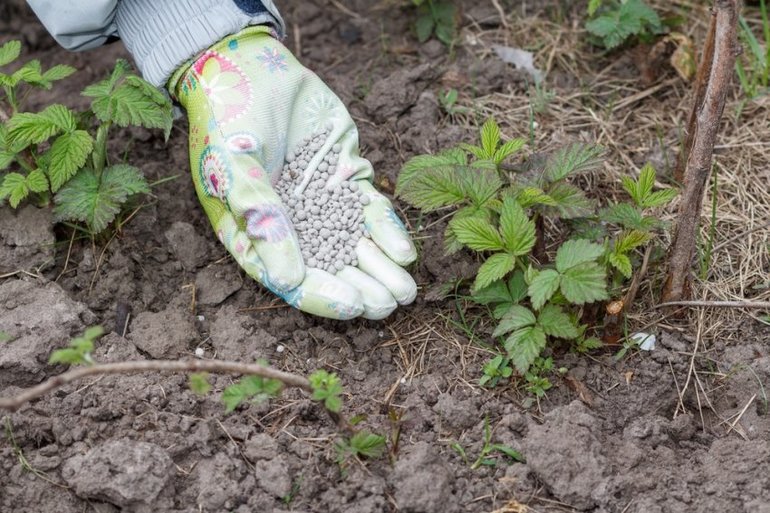 Concimazione delle more in autunno