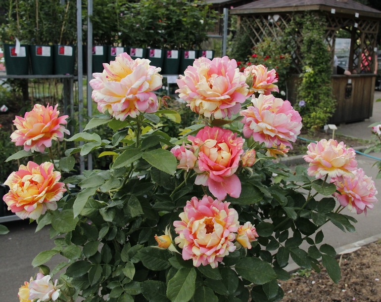 Floribunda-Pflanzen