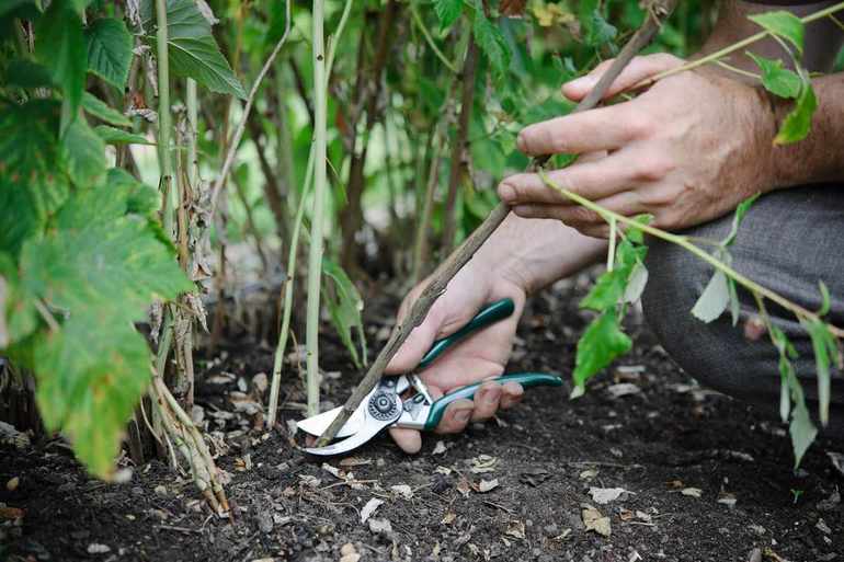 Potatura autunnale delle more