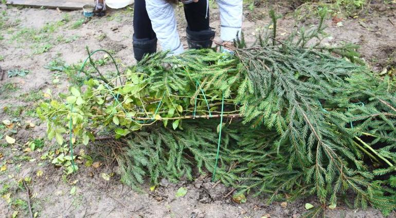 Покриване на растенията със смърчови клони