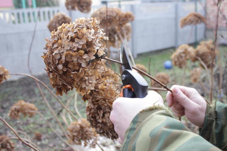 Taille des hortensias en automne