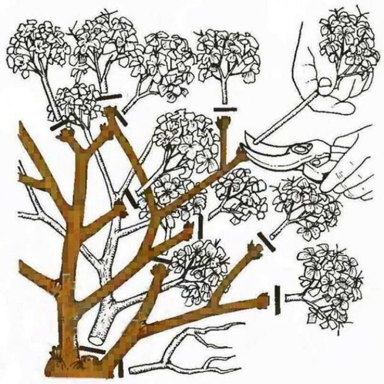 Taille des hortensias en automne pour les débutants