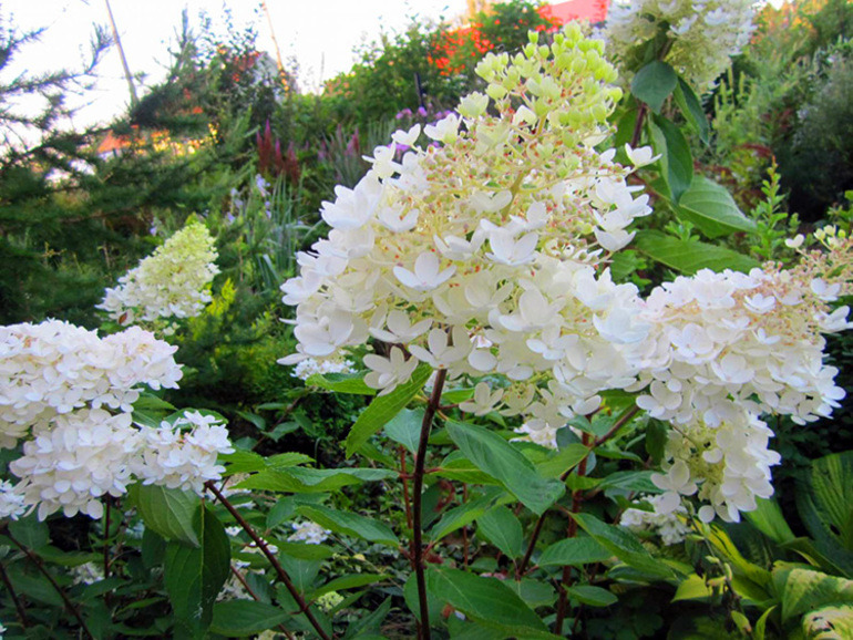 Les hortensias paniculés doivent-ils être taillés pour l'hiver ?