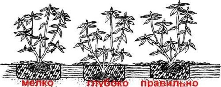 Грижа за ремонтантни малини през есента