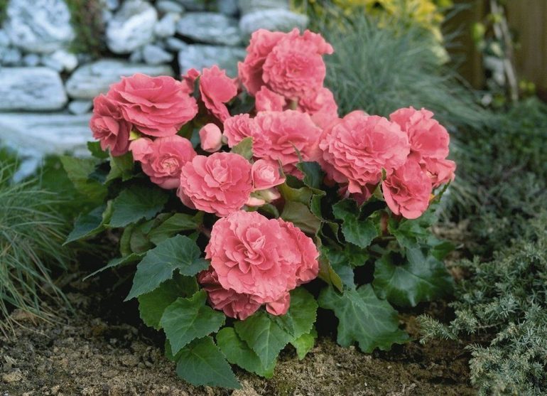 stockage des bégonias tubéreux en hiver