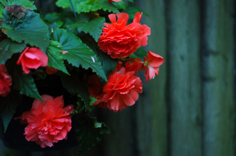 Comment conserver les bégonias en appartement pendant l'hiver
