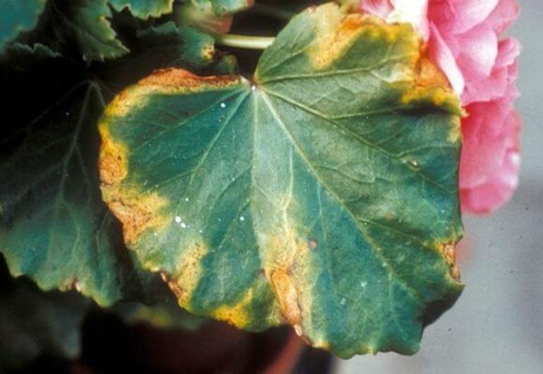 Comment conserver les bégonias en hiver