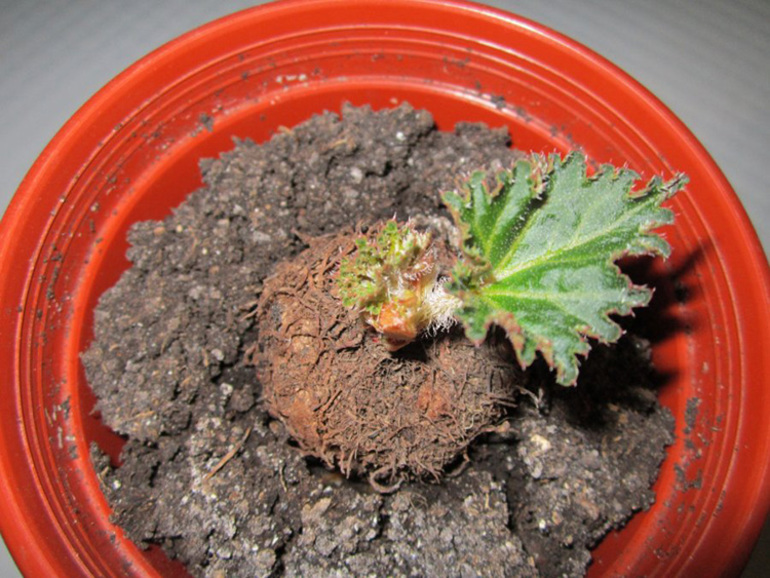 Comment conserver les bégonias tubéreux pendant l'hiver