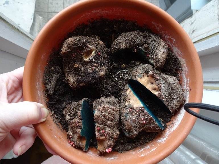 Que faire des bégonias en hiver