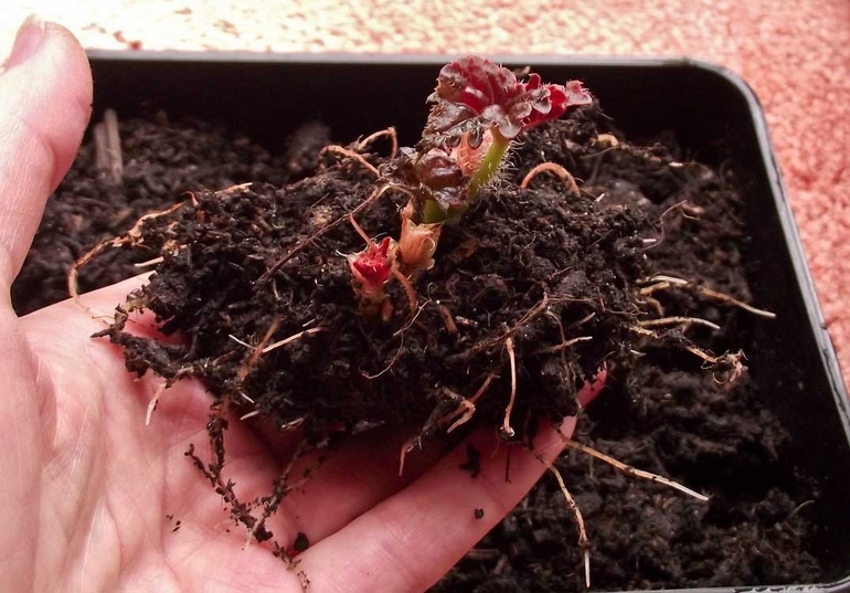 Conservation des tubercules de bégonia en hiver