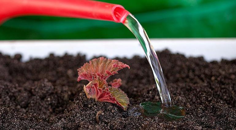 Comment prendre soin des bégonias en hiver