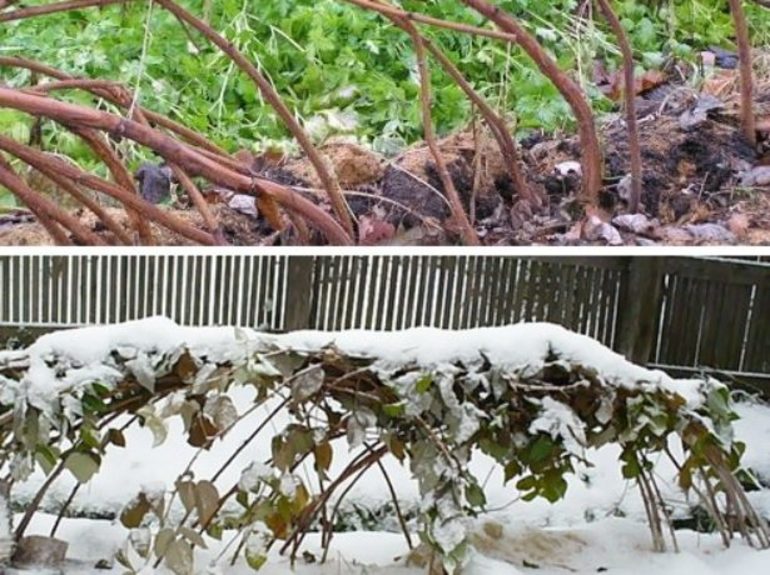 Comment préparer les framboises pour l'hiver