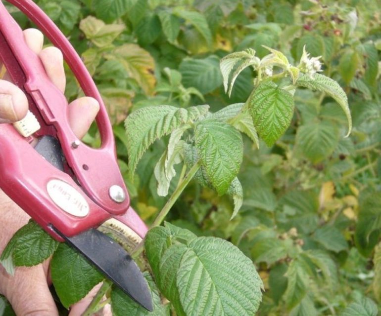Planter des framboisiers