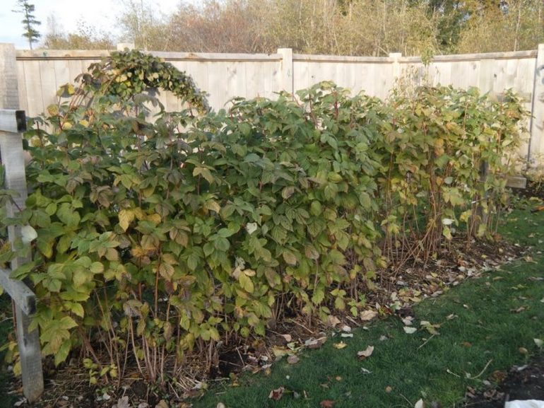 Taille et entretien des framboisiers