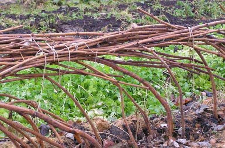 Règles d'entretien des framboises
