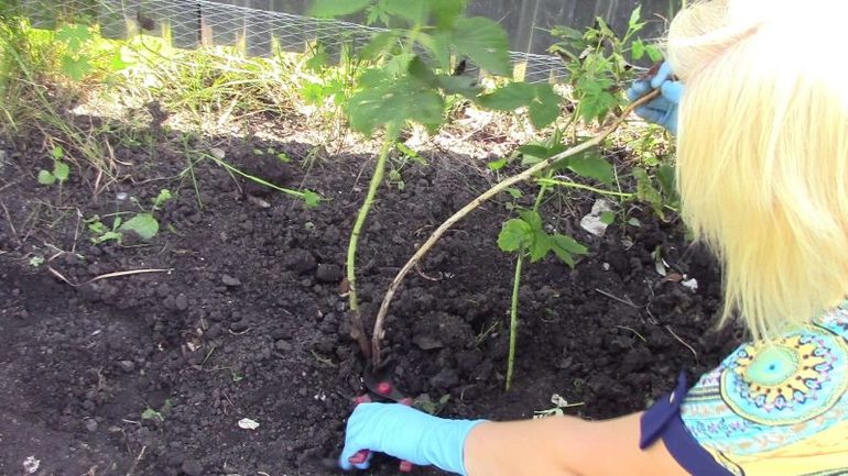 Comment prendre soin des framboises en automne
