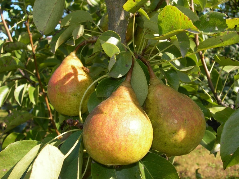 Schema di potatura del pero in autunno