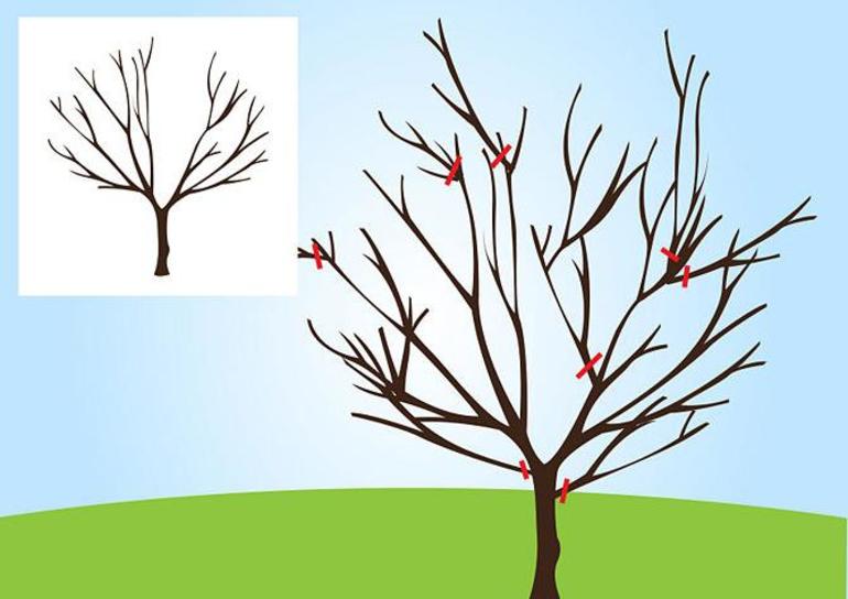 Schema di potatura del pero in autunno per principianti