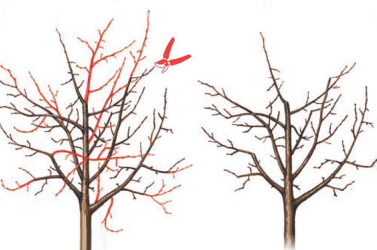 Quando potare un pero in autunno o in primavera
